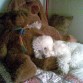a zaky le gustan mucho los peluches